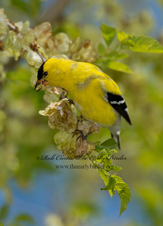 Spinus tristis  AMERICAN GOLDFINCH  9000437