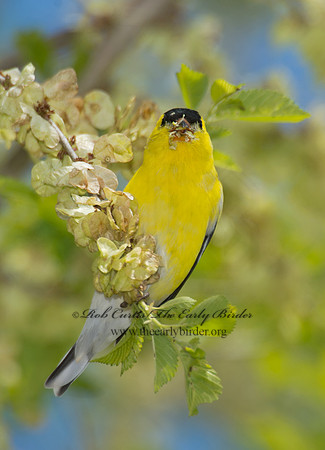 Spinus tristis  AMERICAN GOLDFINCH  9000435