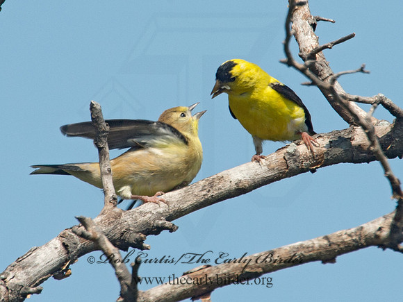 Spinus tristis  AMERICAN GOLDFINCH  9003905