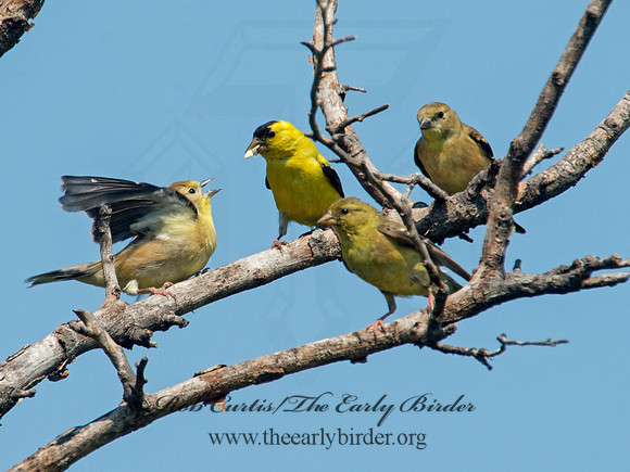 Spinus tristis  AMERICAN GOLDFINCH  9003909