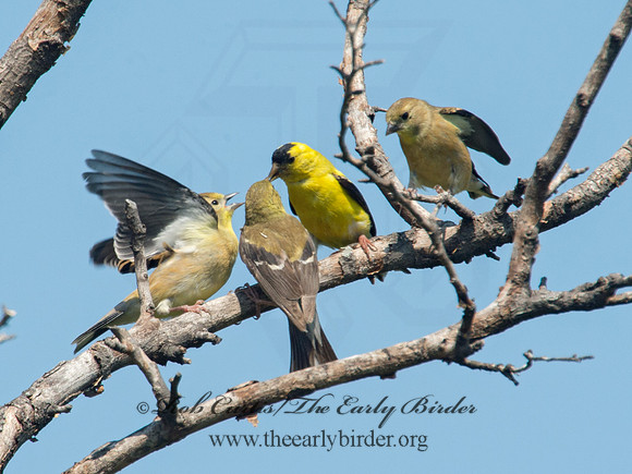 Spinus tristis  AMERICAN GOLDFINCH  9003911