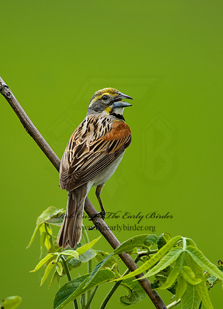 Spiza americana  DICKCISSEL 8005442