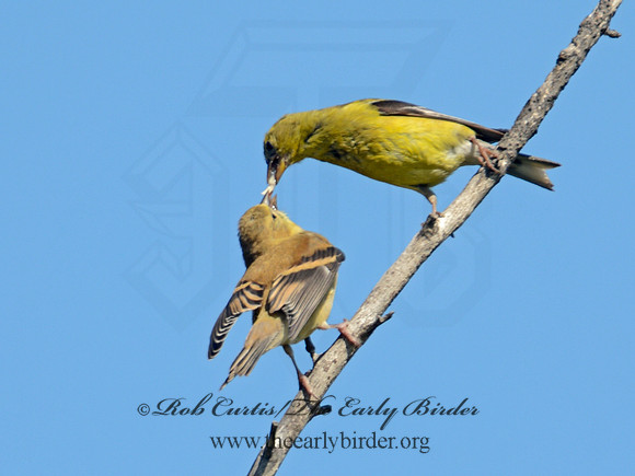 Spinus tristis  AMERICAN GOLDFINCH  9004441-1