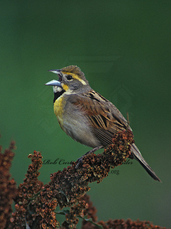 Spiza americana  DICKCISSEL 175119