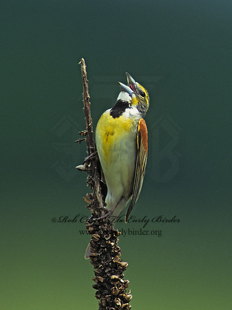 Spiza americana  DICKCISSEL 154128