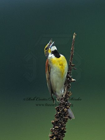 Spiza americana  DICKCISSEL 154133