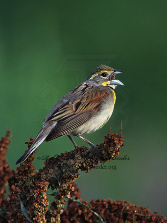 Spiza americana  DICKCISSEL 175108