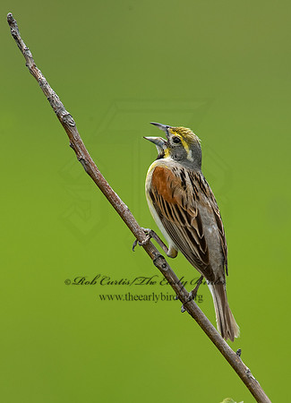 Spiza americana  DICKCISSEL 8005454