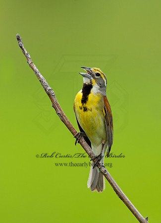 Spiza americana  DICKCISSEL 8005456