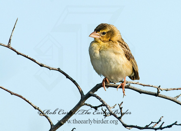 Spiza americana  DICKCISSEL 6015429