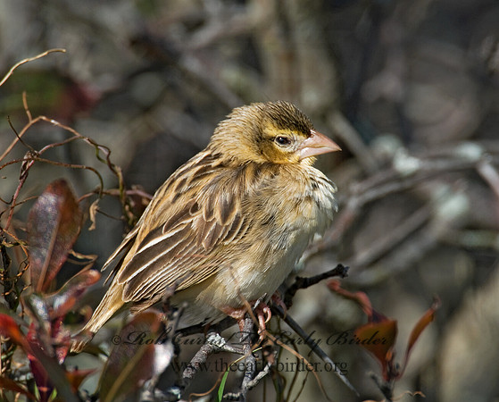 Spiza americana  DICKCISSEL 6017310