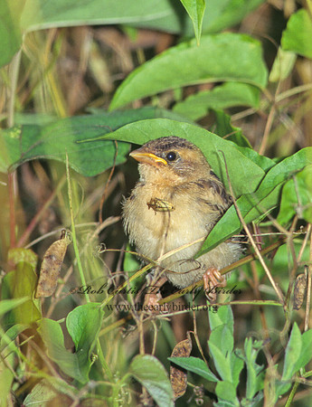 Spiza americana  DICKCISSEL 174601