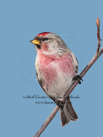 Acanthis flammea  COMMON REDPOLL 3012448