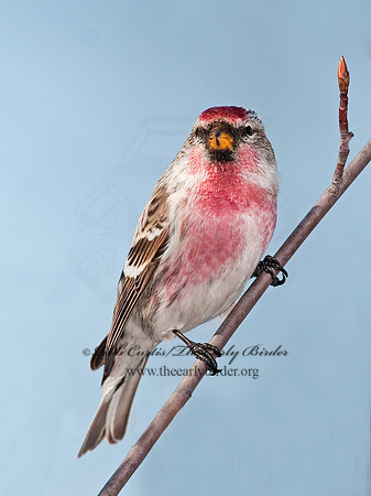 Acanthis flammea  COMMON REDPOLL 3012454