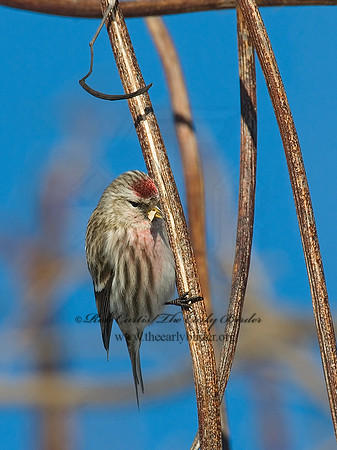 Acanthis flammea  COMMON REDPOLL 6030037