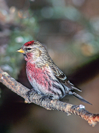 Acanthis flammea  COMMON REDPOLL 141412