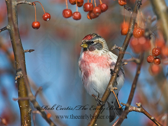 Acanthis flammea  COMMON REDPOLL 6030062
