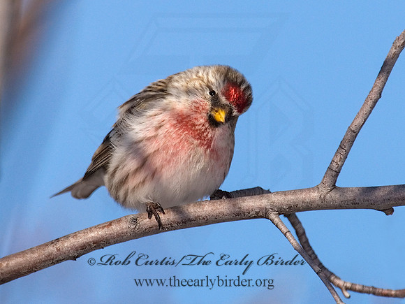 Acanthis flammea  COMMON REDPOLL 6030070
