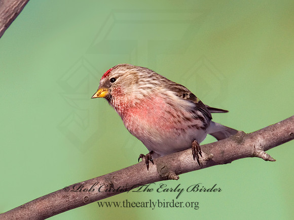 Acanthis flammea  COMMON REDPOLL 6030071