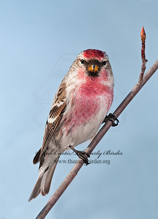 Acanthis flammea  COMMON REDPOLL 3012455