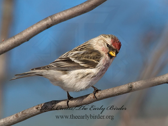 Acanthis flammea  COMMON REDPOLL 6030075