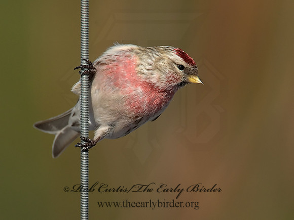 Acanthis flammea  COMMON REDPOLL 6030078