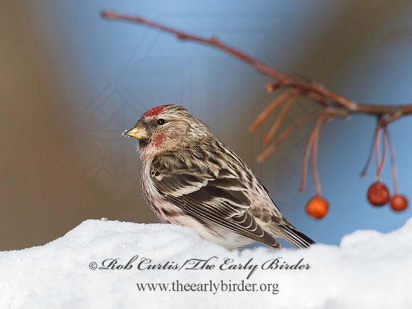Acanthis flammea  COMMON REDPOLL 6030083