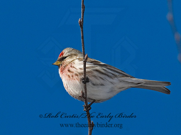 Acanthis flammea  COMMON REDPOLL 6030138