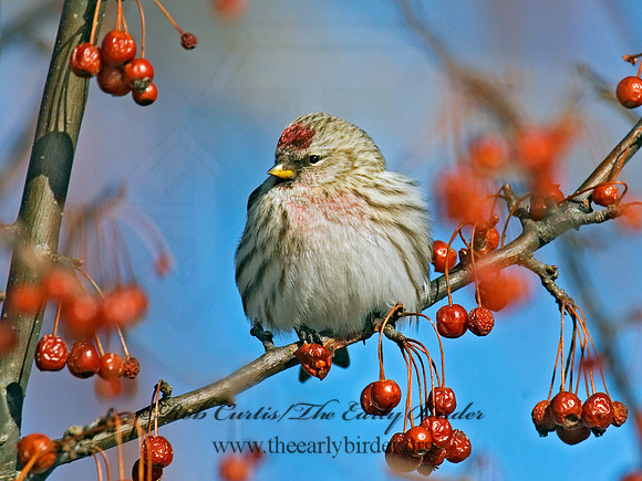 Acanthis flammea  COMMON REDPOLL 6030177