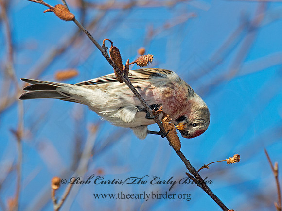 Acanthis flammea  COMMON REDPOLL 6035748