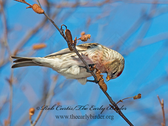 Acanthis flammea  COMMON REDPOLL 6035749