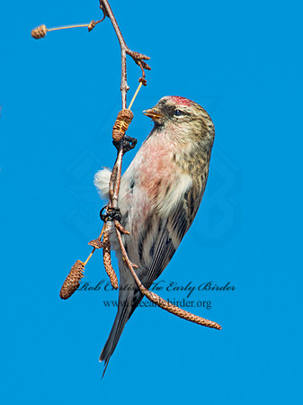 Acanthis flammea  COMMON REDPOLL 6035778