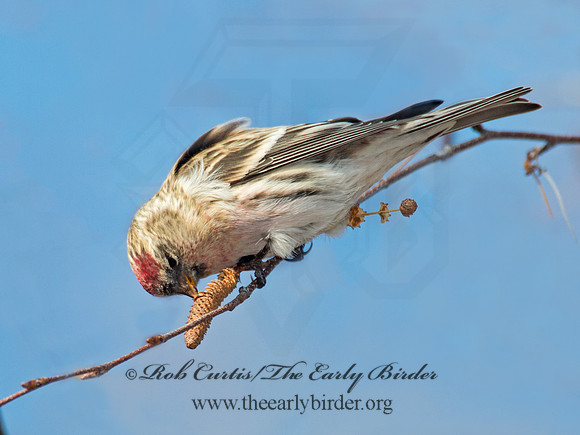 Acanthis flammea  COMMON REDPOLL 6035787