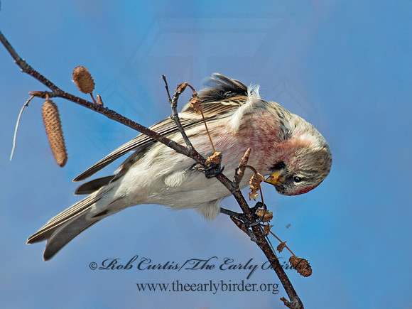 Acanthis flammea  COMMON REDPOLL 6035802