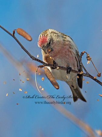 Acanthis flammea  COMMON REDPOLL 6035810