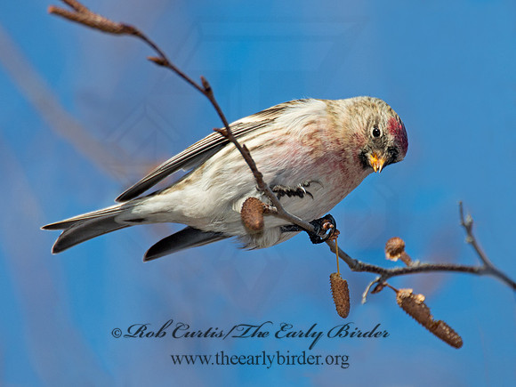 Acanthis flammea  COMMON REDPOLL 6035827