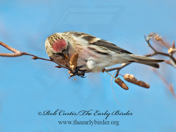 Acanthis flammea  COMMON REDPOLL 6035830