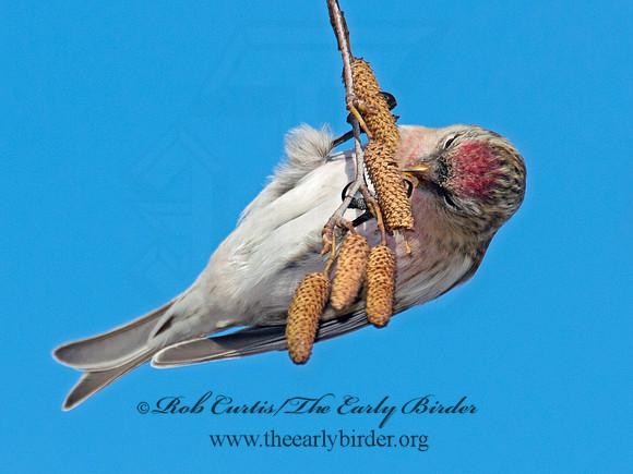 Acanthis flammea  COMMON REDPOLL 6035840