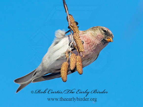 Acanthis flammea  COMMON REDPOLL 6035846
