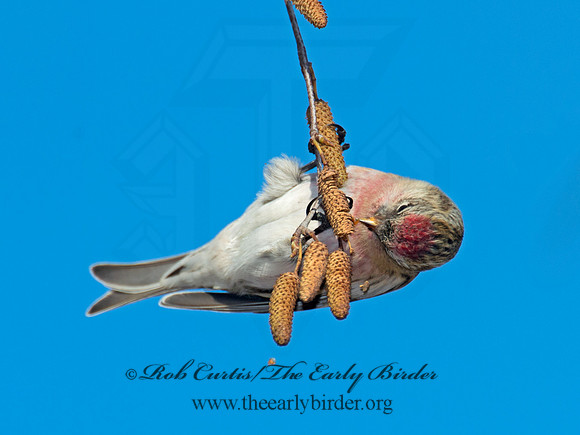 Acanthis flammea  COMMON REDPOLL 6035850
