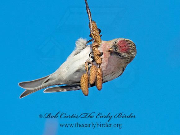 Acanthis flammea  COMMON REDPOLL 6035852