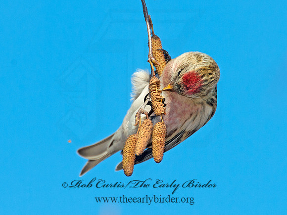Acanthis flammea  COMMON REDPOLL 6035856