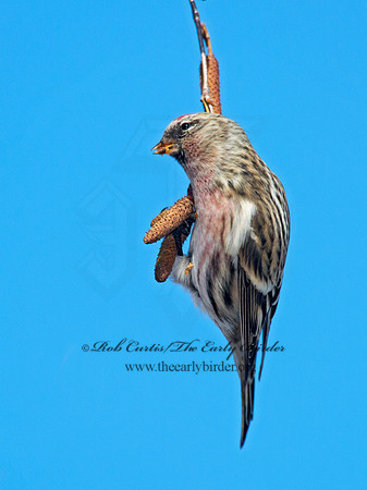 Acanthis flammea  COMMON REDPOLL 6035865