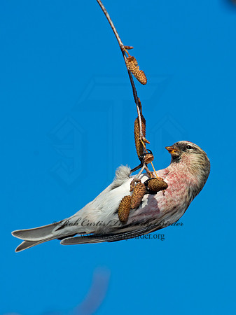 Acanthis flammea  COMMON REDPOLL 6035860