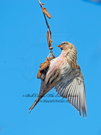 Acanthis flammea  COMMON REDPOLL 6035866