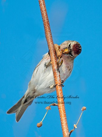 Acanthis flammea  COMMON REDPOLL 6035901
