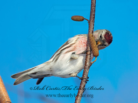 Acanthis flammea  COMMON REDPOLL 6035905