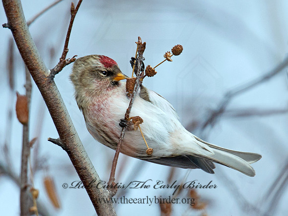 Acanthis flammea  COMMON REDPOLL 6035938