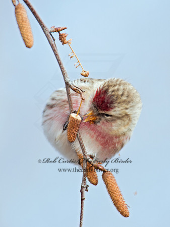 Acanthis flammea  COMMON REDPOLL 6035952