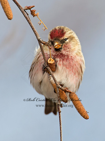 Acanthis flammea  COMMON REDPOLL 6035953